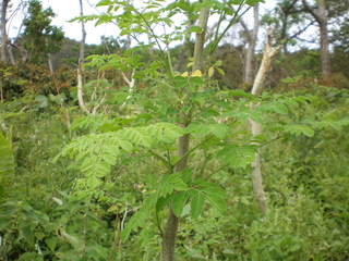 P8260229.JPG